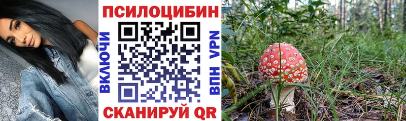 закладки  Катав-Ивановск  Псилоцибиновые грибы GOLDEN TEACHER 